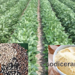 Insoya: The Complete Guide to Brand Story, Products, Benefits, and Market Impact